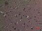 AAT Polyclonal Antibody
